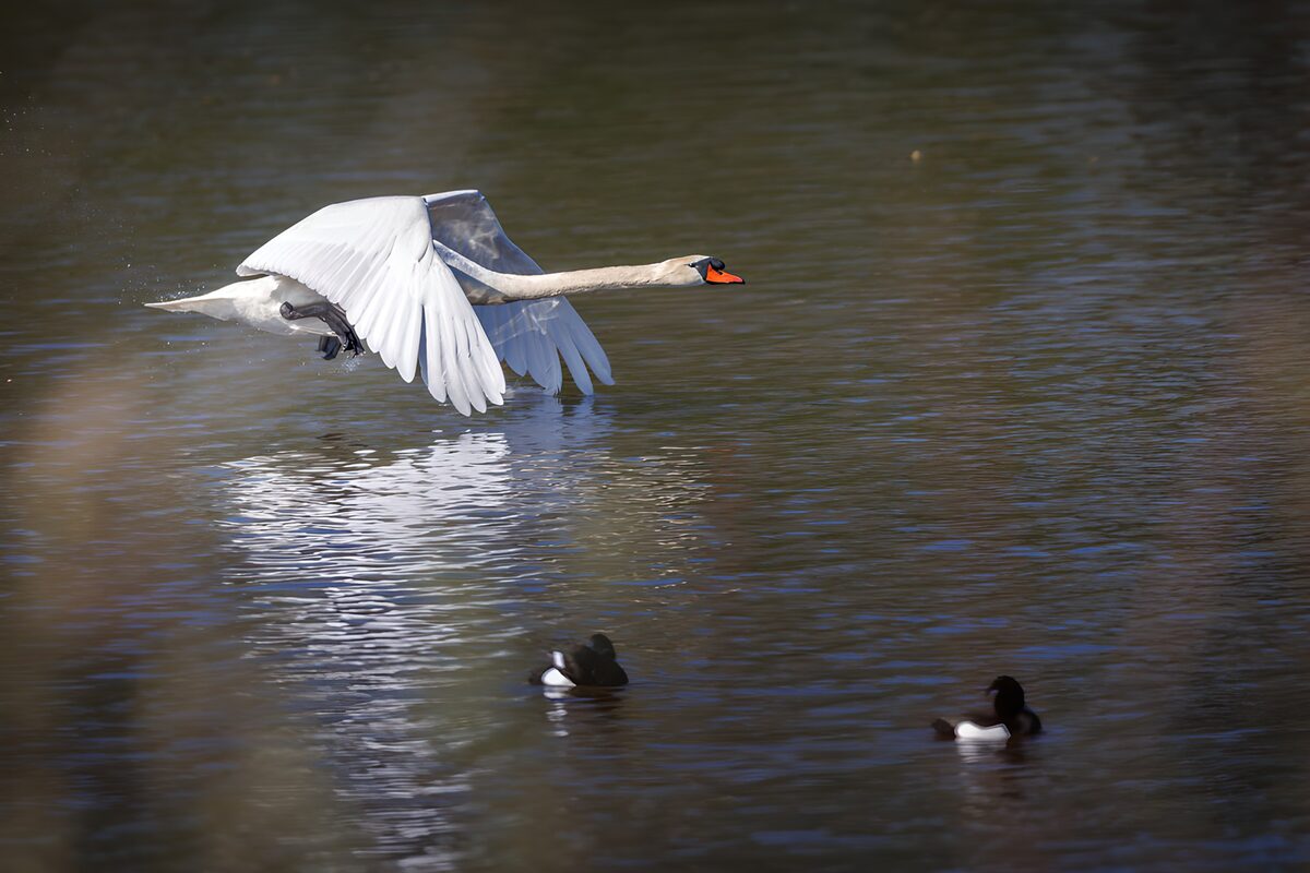 OCUK40900: Majestic Swan in Flight Over Water