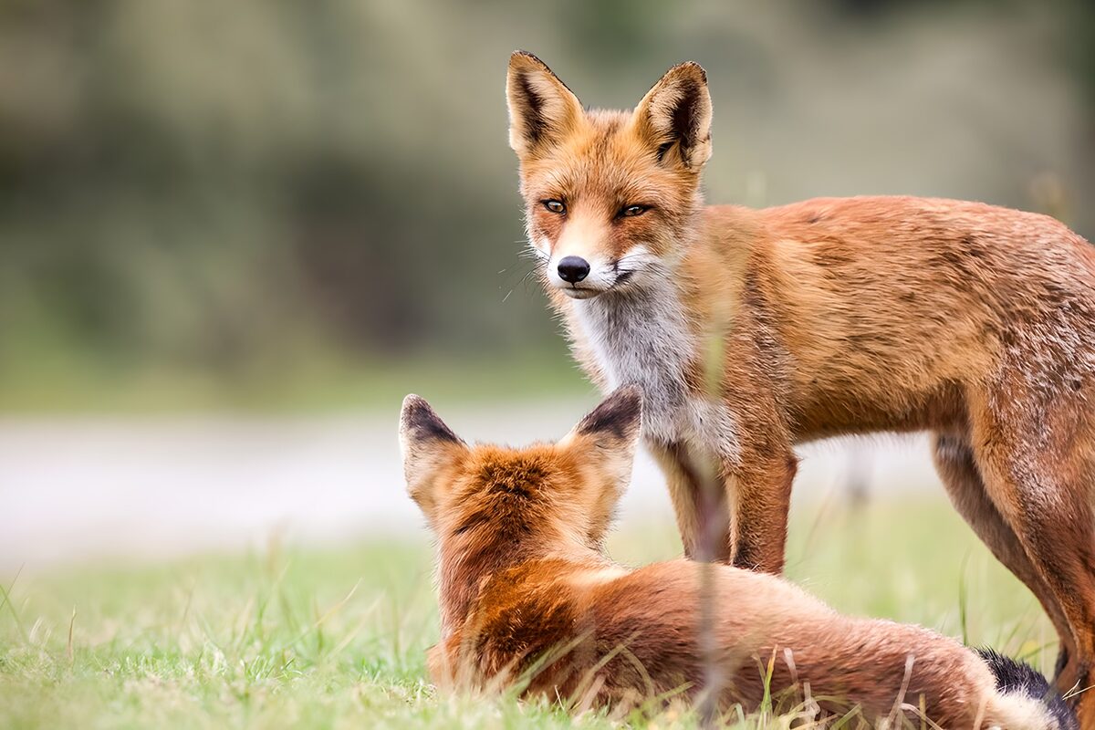 OCUK65932: Curious Foxes in Nature