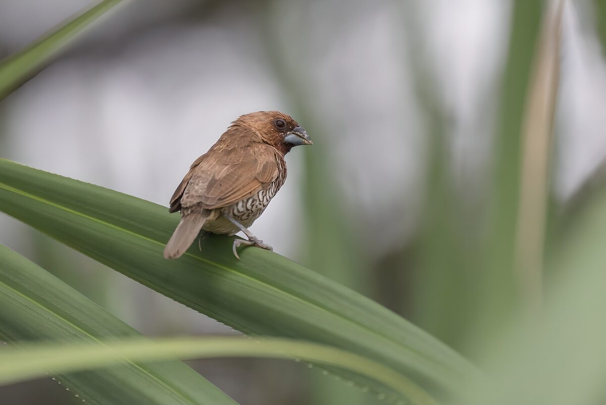 OCUK97149: Charming Finch on a Leaf