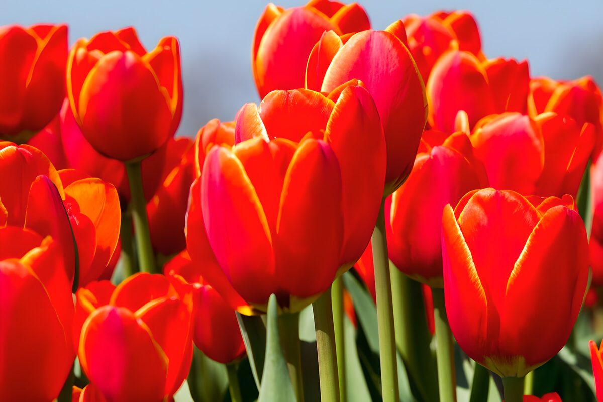 OCUK37777: Vibrant Red Tulips in Bloom