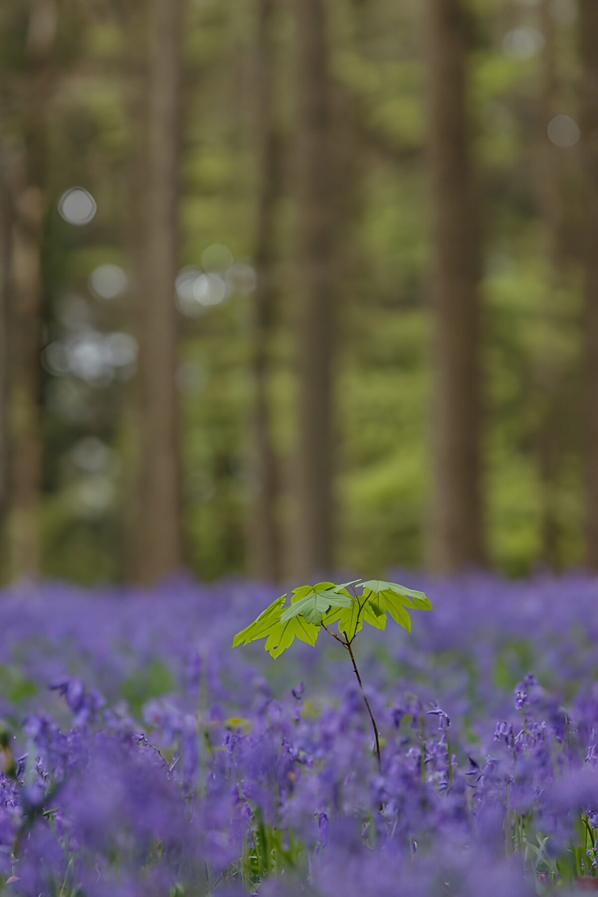 OCUK14484: Lone Leaf Amidst Bluebell Forest