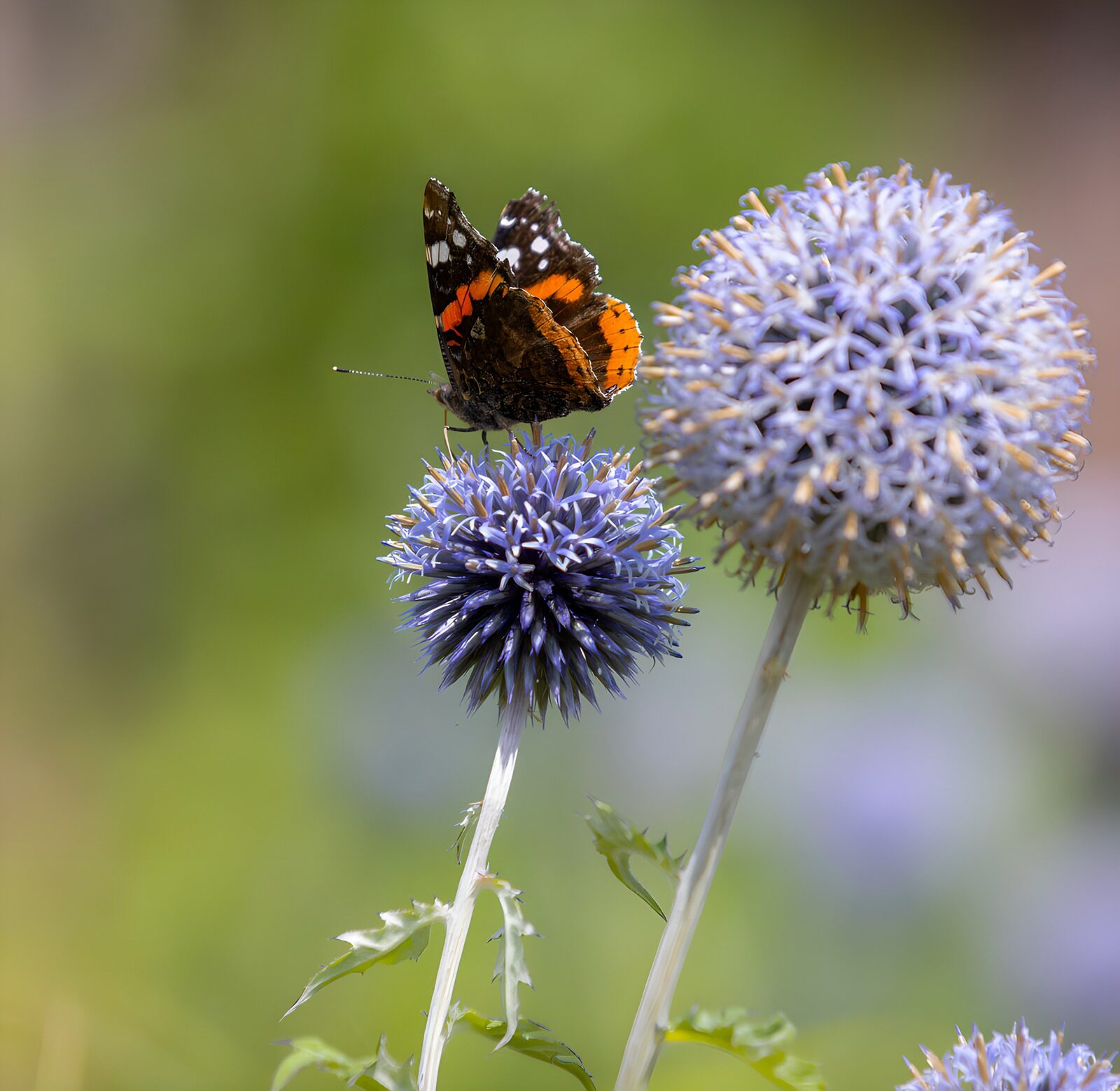 OCUK11530: Butterfly on a Spiky Blue Flower