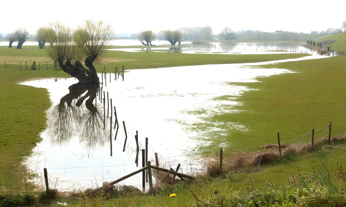 OCUK24654: Flooded field with trees version 2
