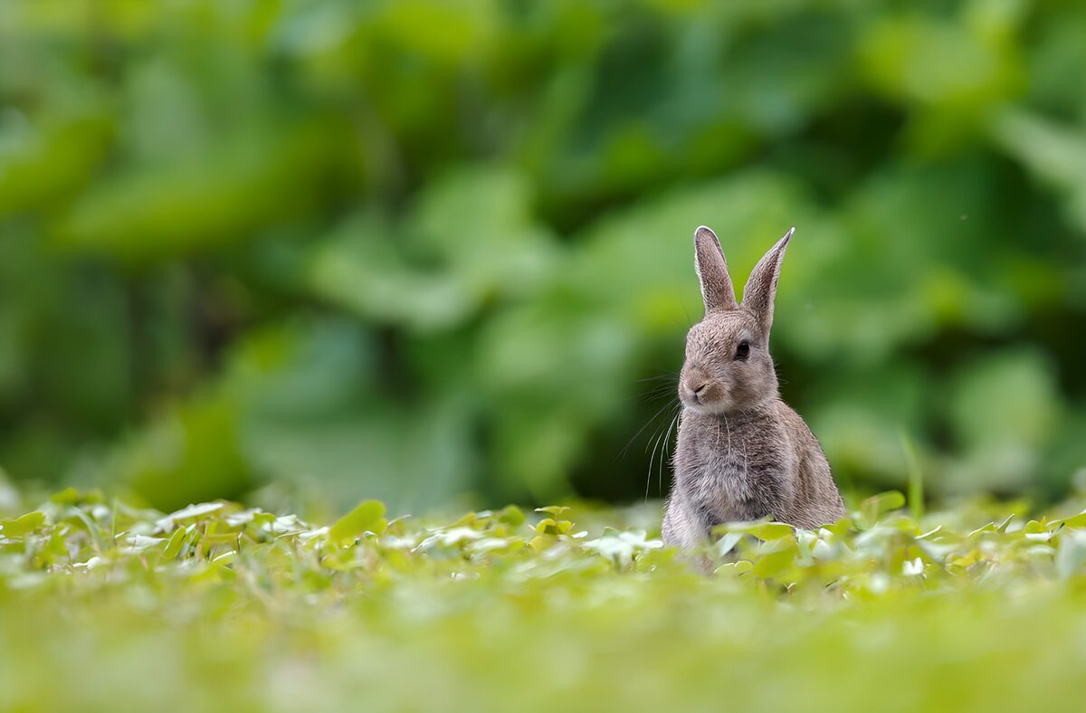 OCUK94948: Curious Rabbit in Lush Greenery