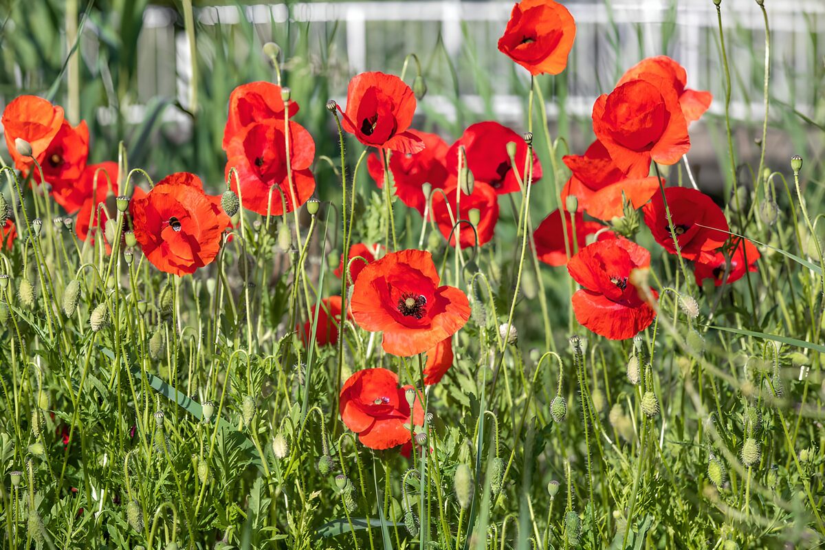 Vibrant Red Poppies in Bloom