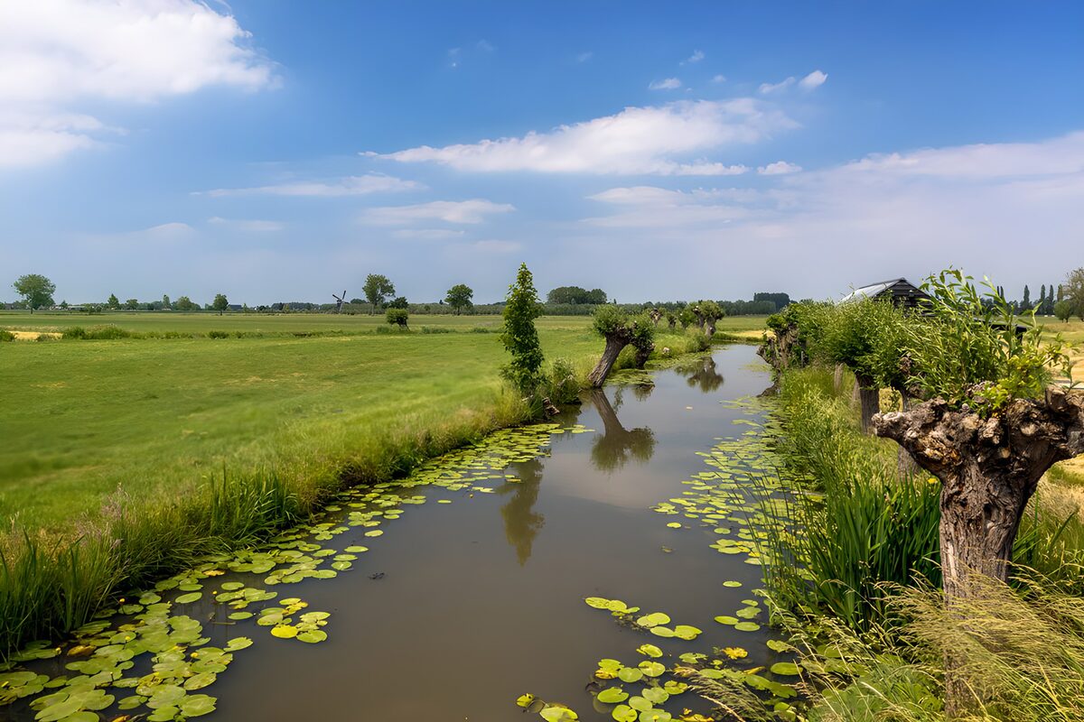 OCUK19059: Serene Landscape with Lily Pads and Reflections