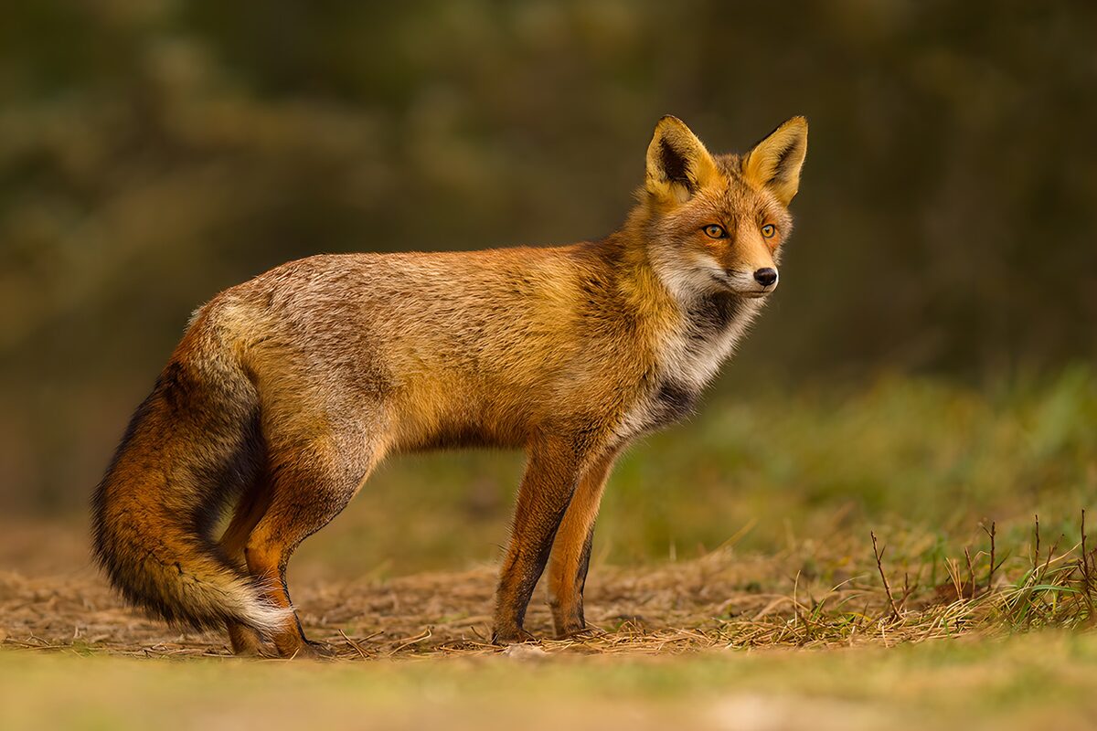 OCUK63469: Majestic Fox in Natural Habitat