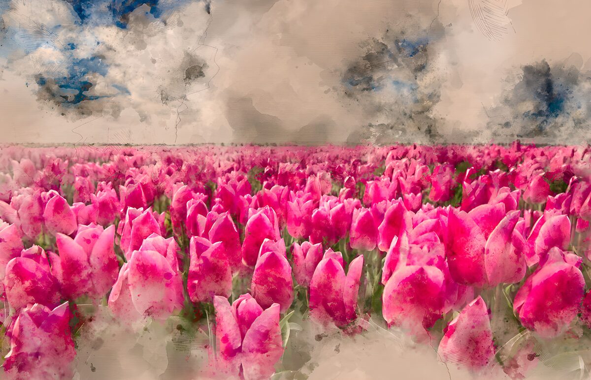 OCUK43758: Vibrant Pink Tulip Field under Cloudy Sky