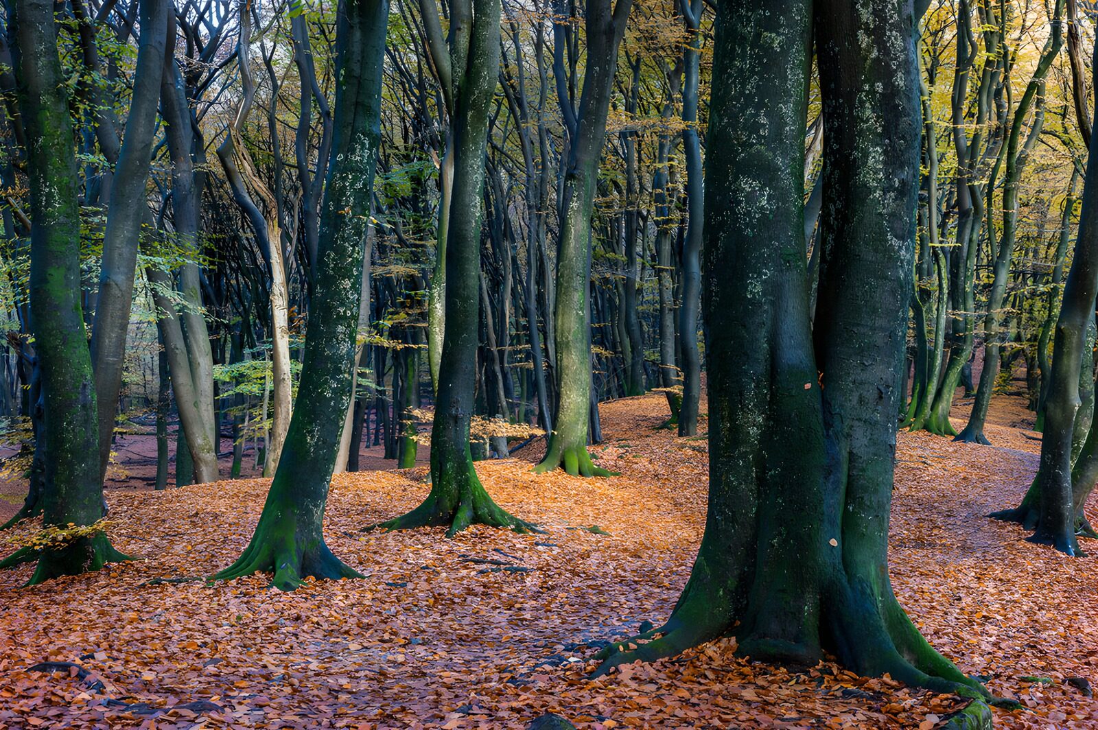 OCUK14934: Enchanted Autumn Forest Pathway