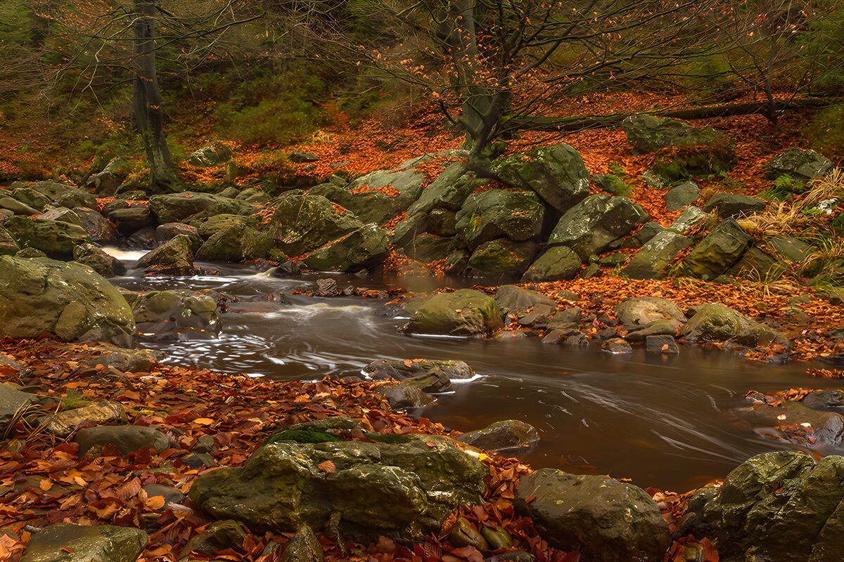 OCUK79317: Serene Stream Through Autumn Leaves