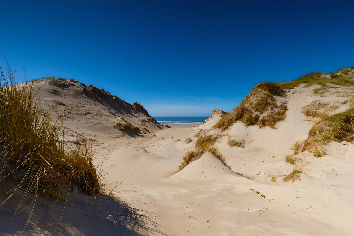 OCUK16977: Serene Coastal Dunes Under Clear Blue Sky