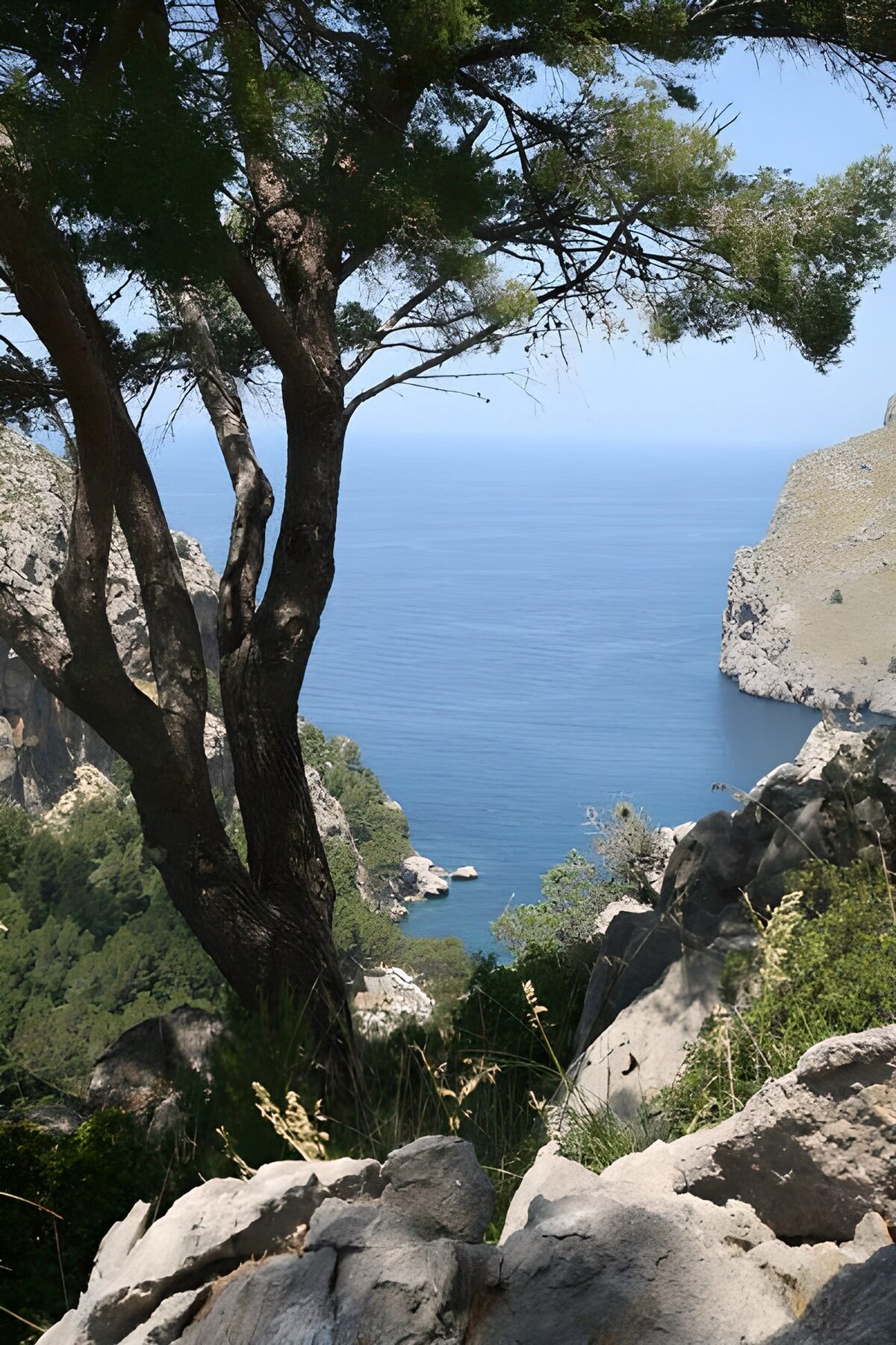 OCUK64096: Panoramic view over sea. Tree in foreground 2
