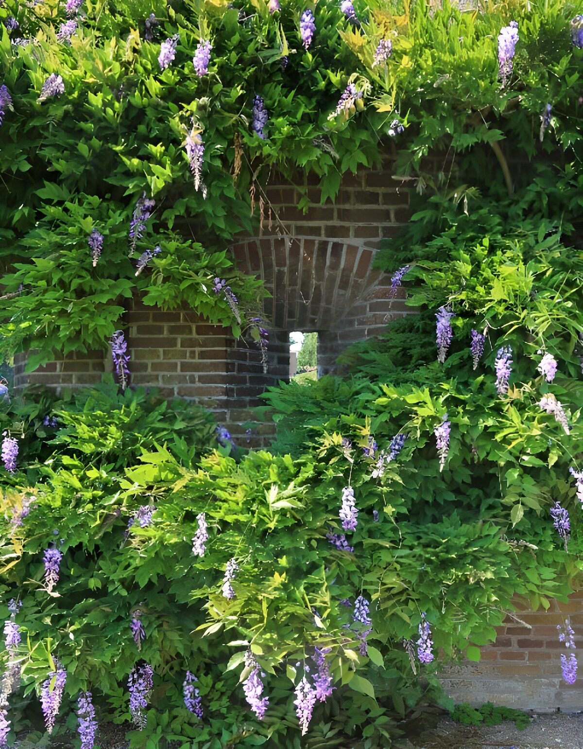 OCUK50791: Wall with wisteria 2
