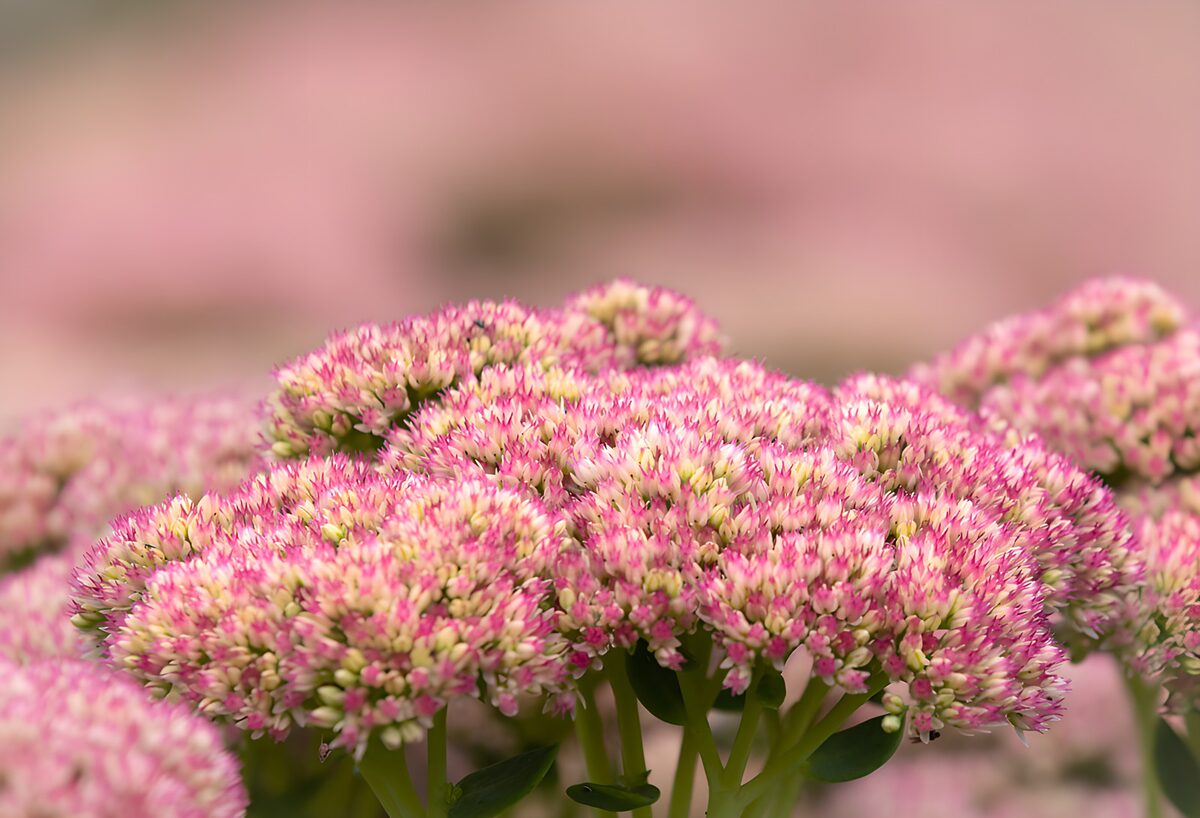 OCUK95226: Vibrant Pink Sedum Blossoms