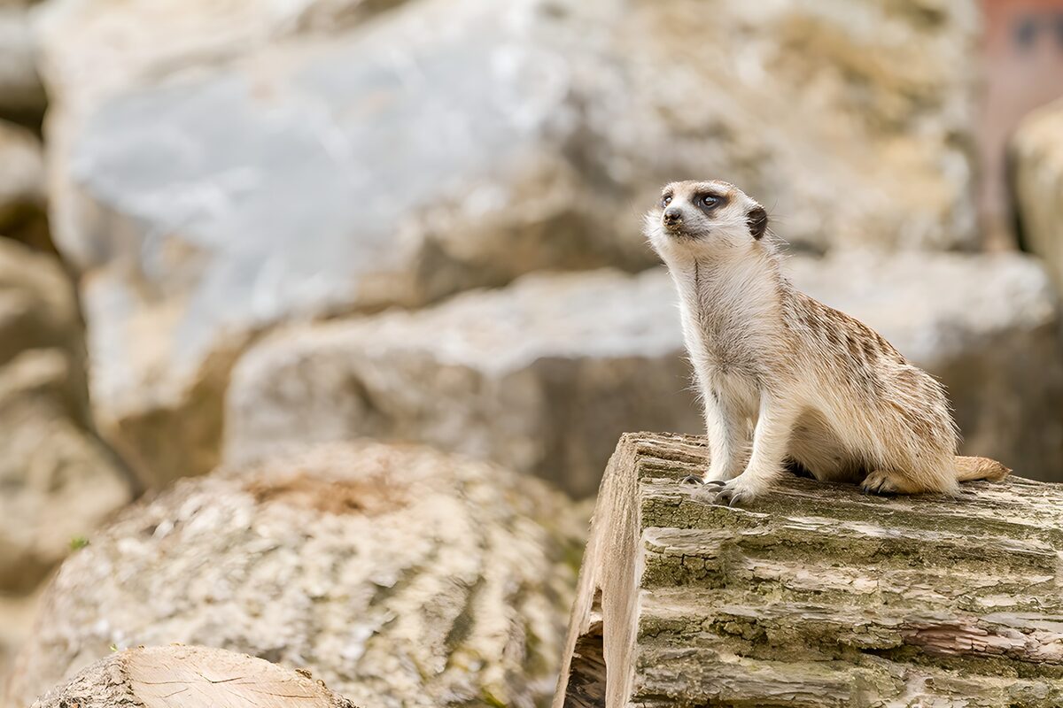 OCUK90928: Alert Meerkat on a Log