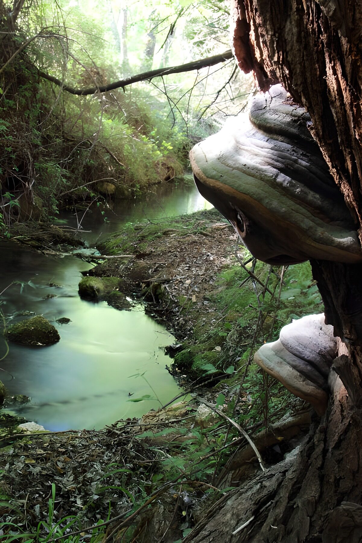 OCUK82809: Mystical Forest Stream