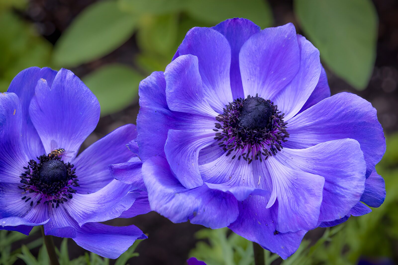 OCUK64292: Close-up Purple Anemone Bloom