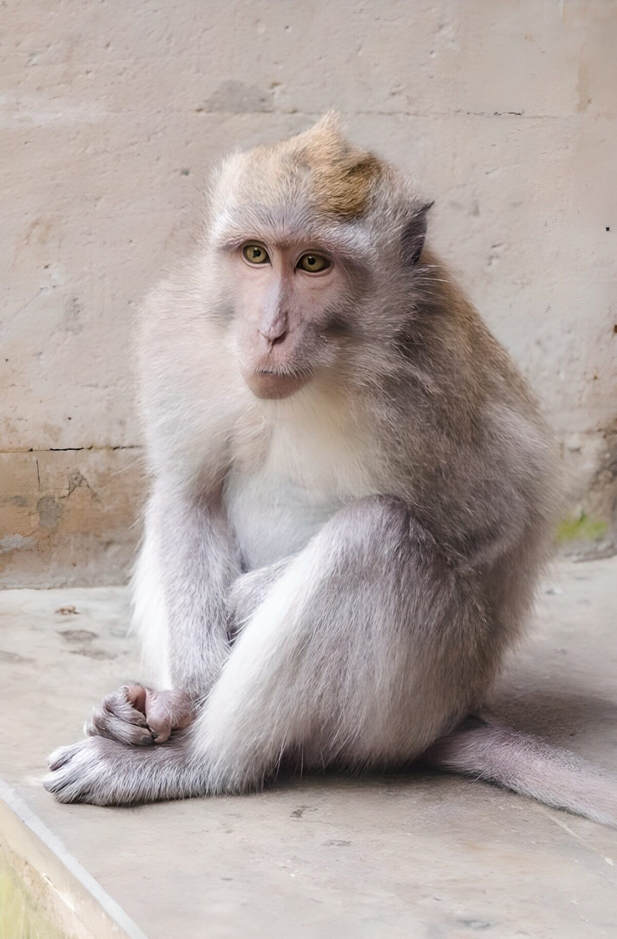 OCUK41541: Thoughtful Monkey in Calm Reflection