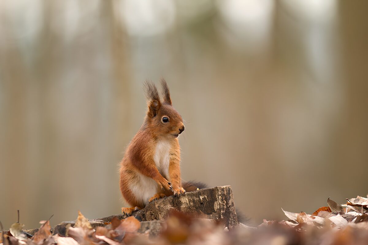 Curious Squirrel in Autumn Leaves