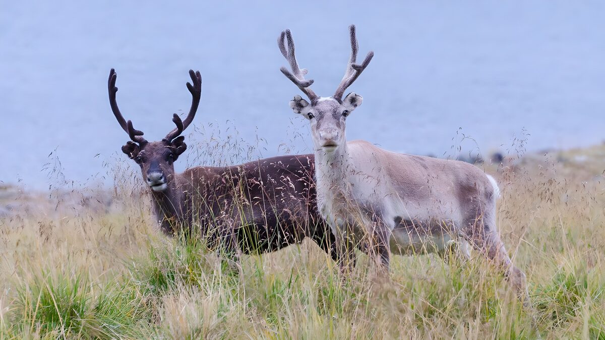 OCUK23839: Majestic Reindeer in Nature