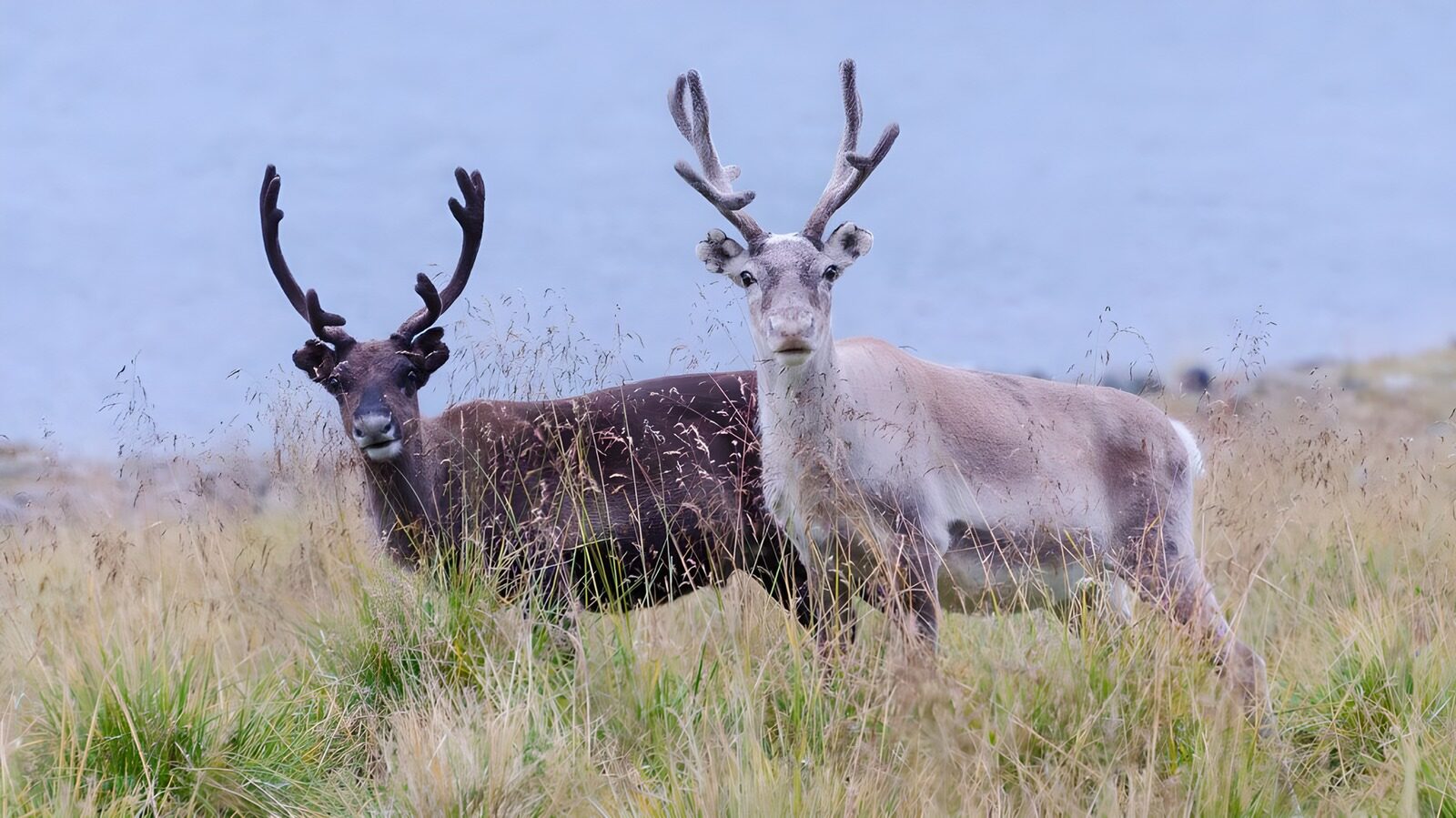 OCUK23839: Majestic Reindeer in Nature