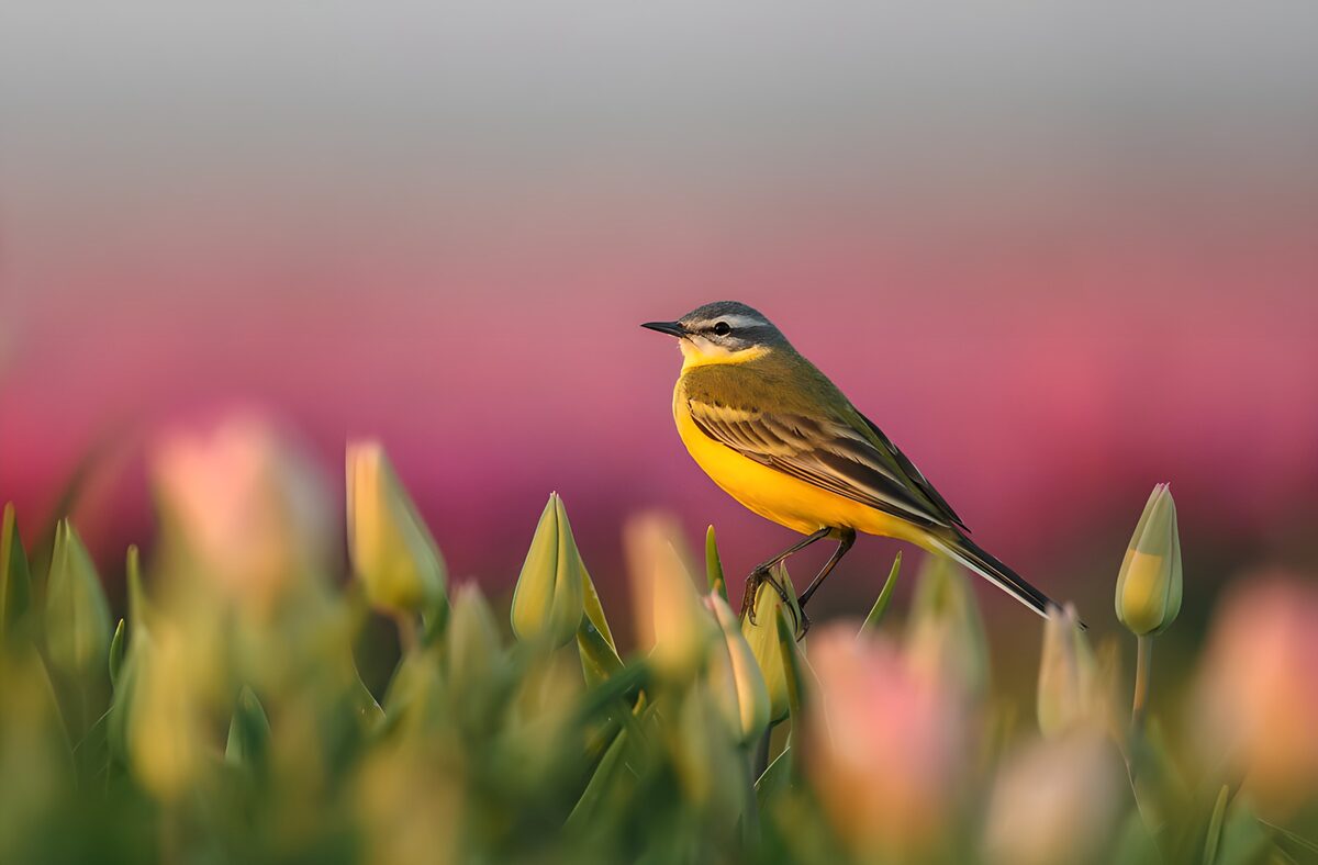 OCUK38841: Yellow Wagtail Among Tulips