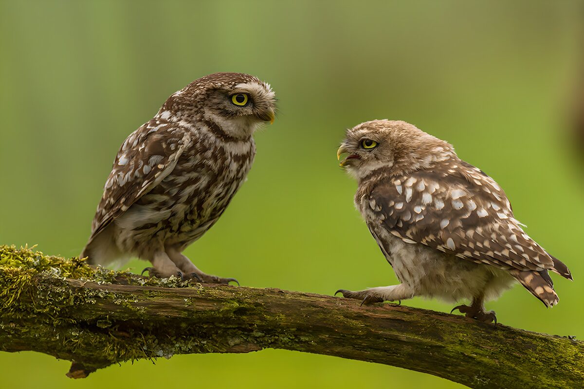 OCUK88124: Curious Little Owls on a Branch