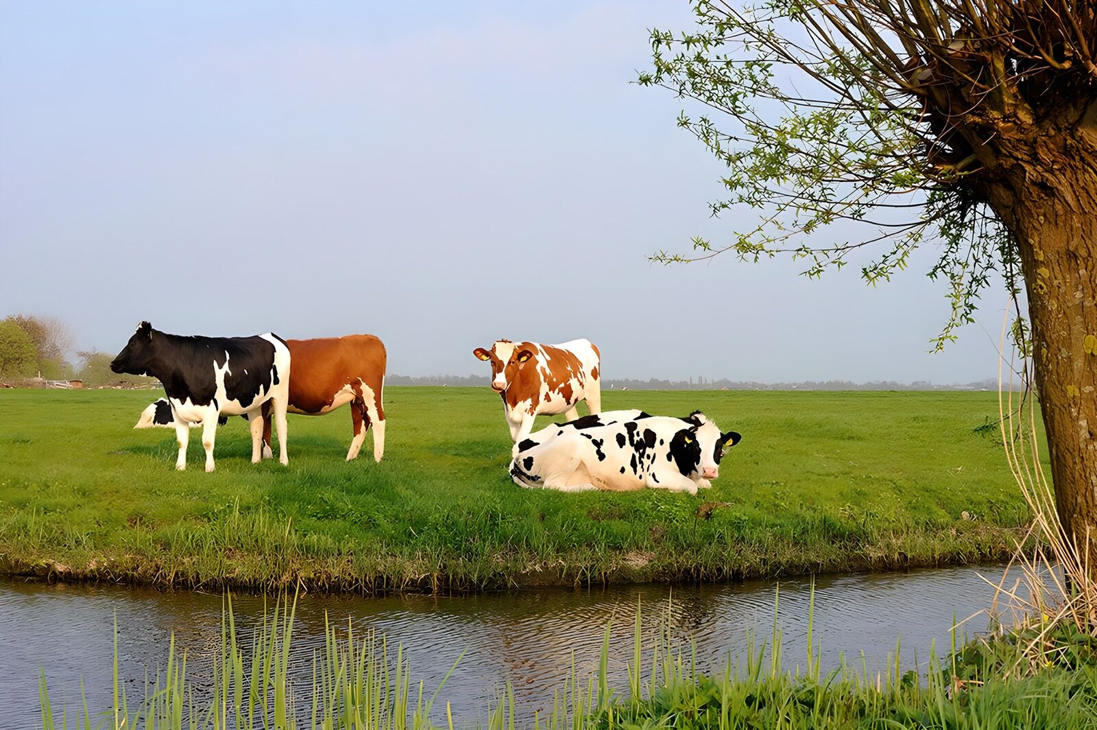 OCUK61899: Cows grazing in meadow next to a ditch