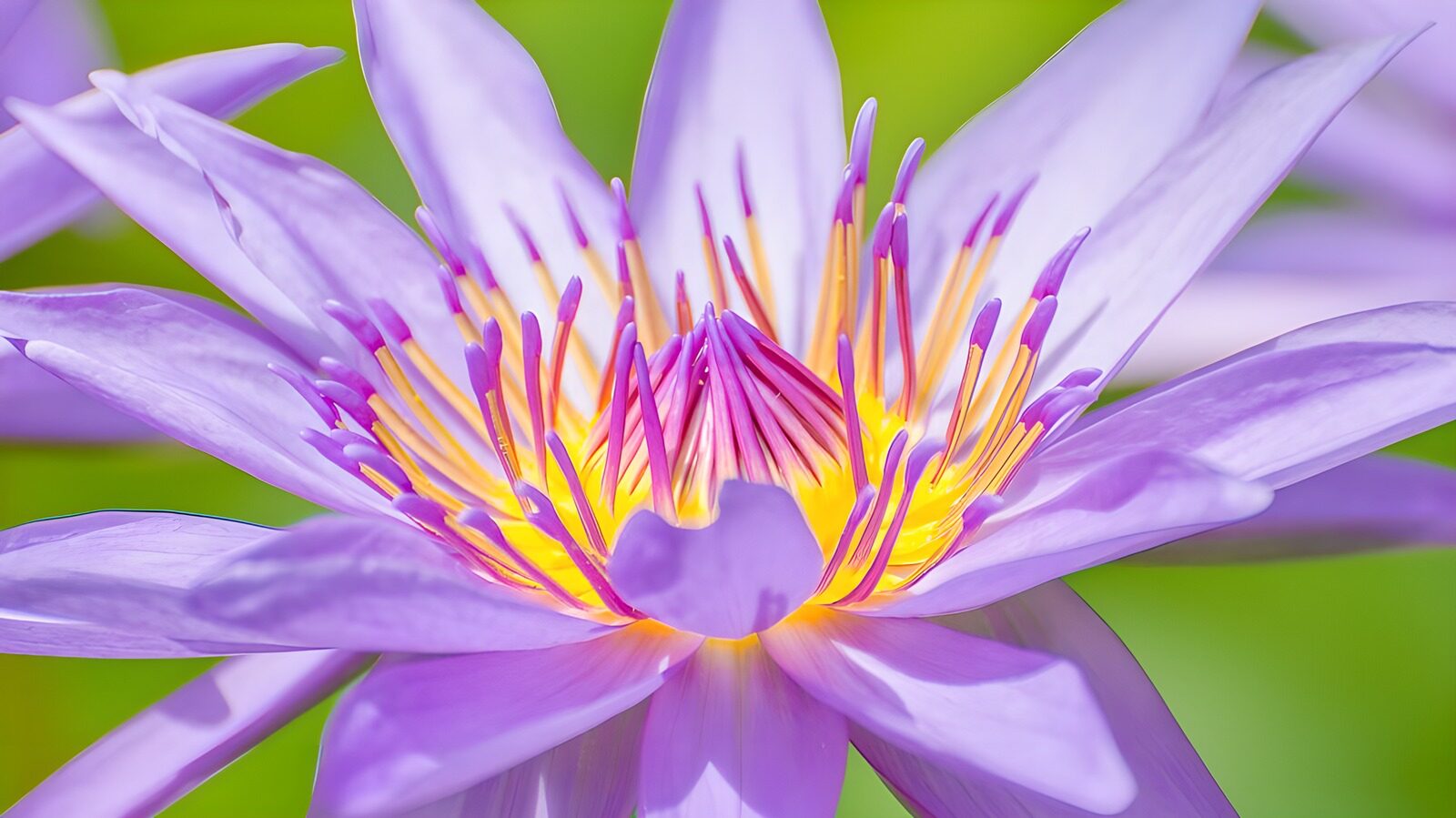 OCUK78162: Serenity of a Purple Water Lily