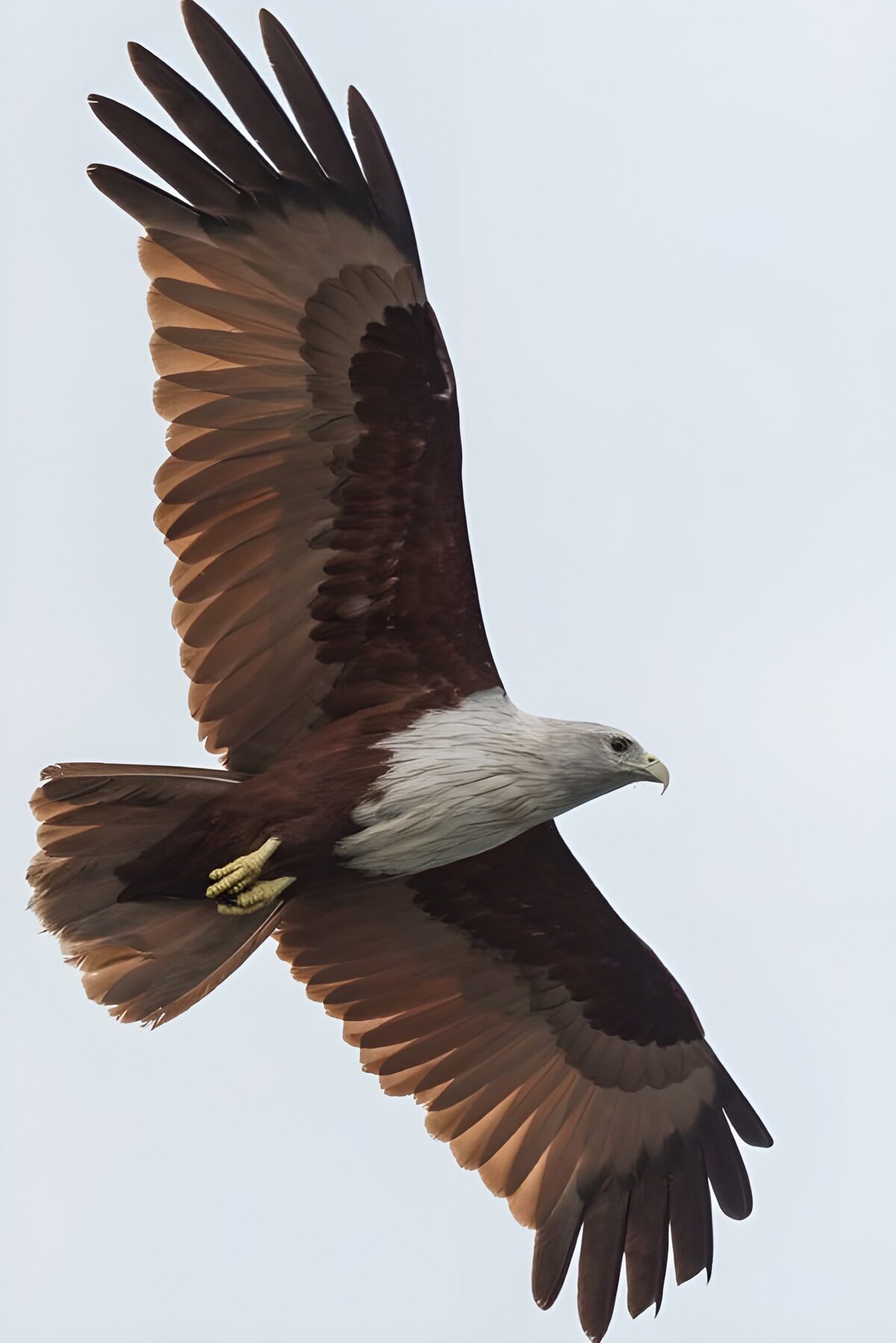 OCUK42456: Majestic Eagle in Flight