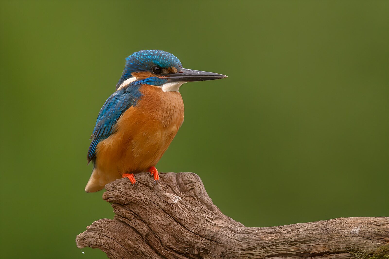 OCUK40730: Vibrant Kingfisher on a Perch