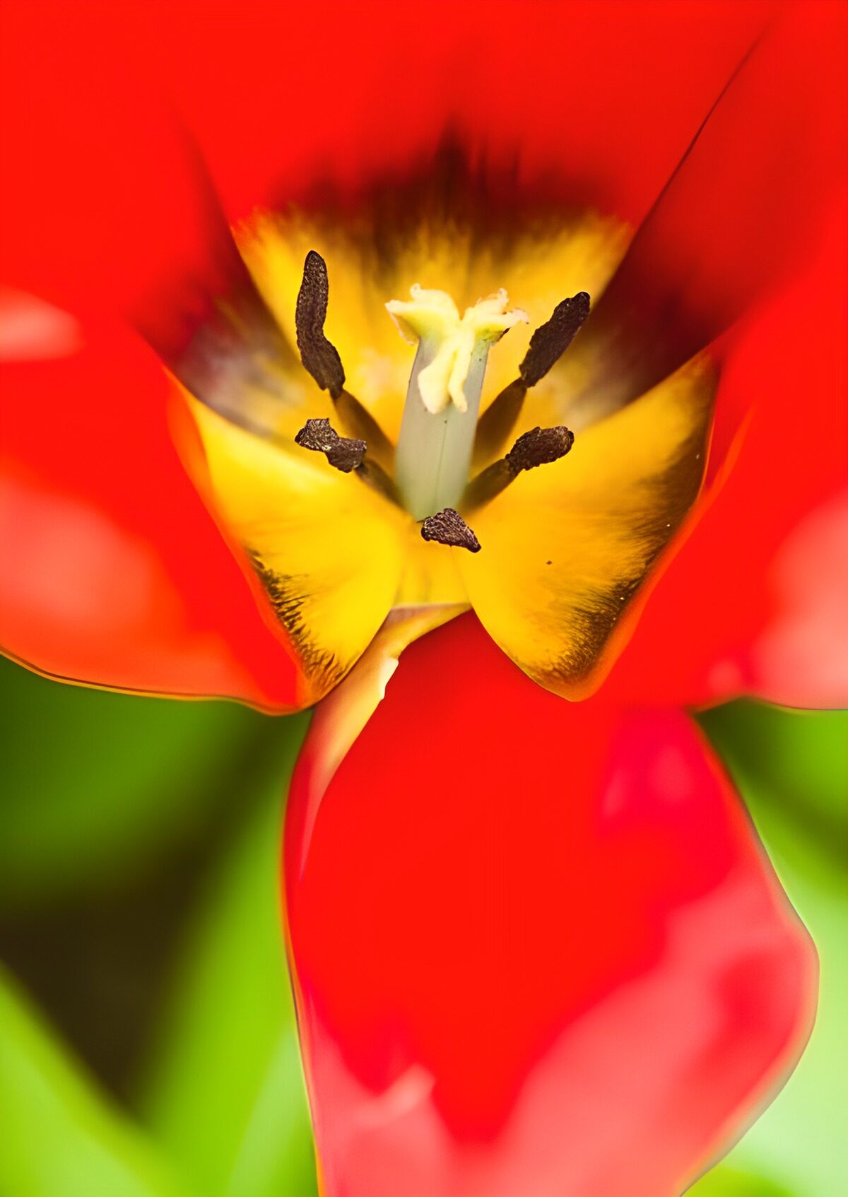 OCUK63975: Flower photo 166