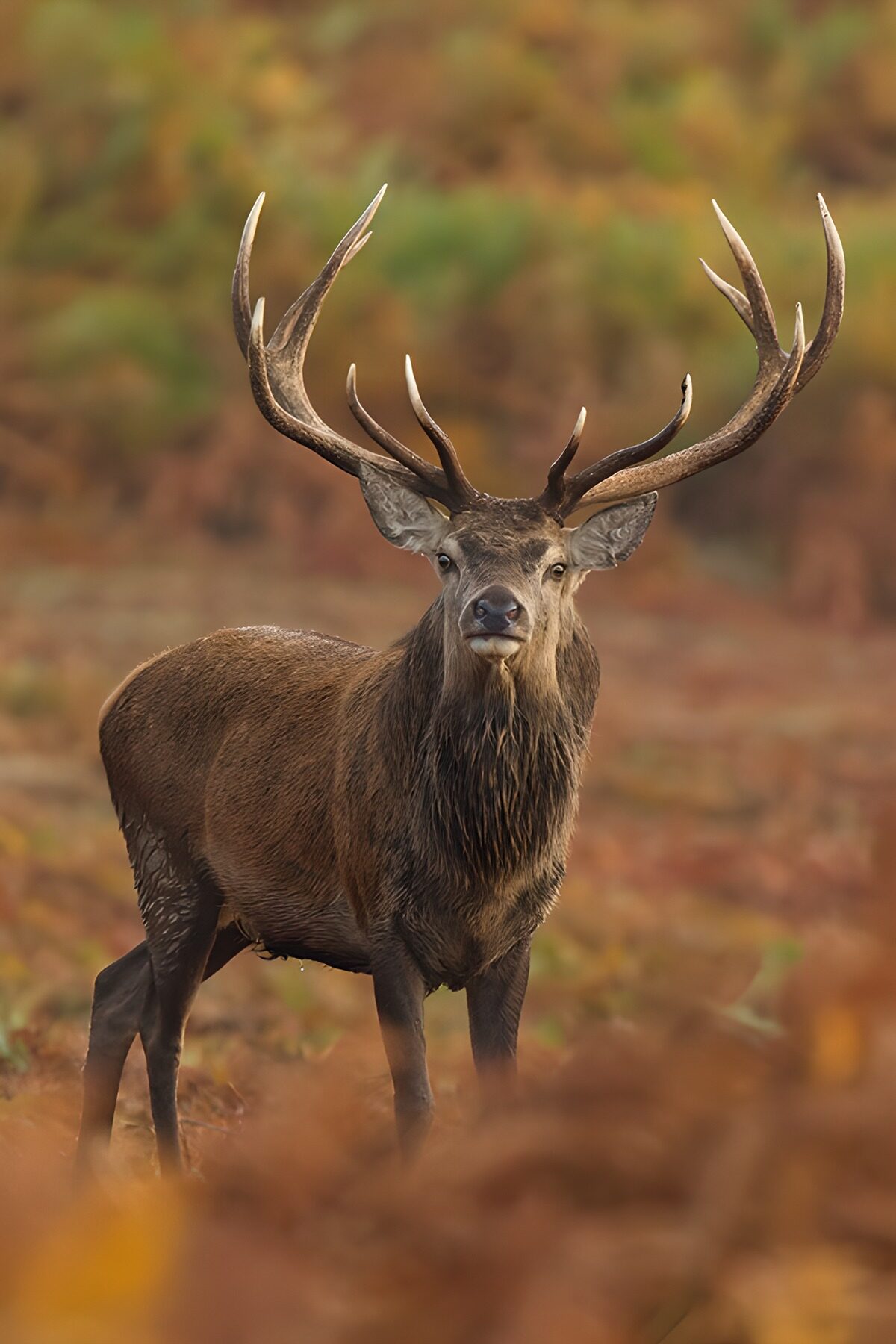 OCUK50662: Majestic Stag in Autumn Landscape
