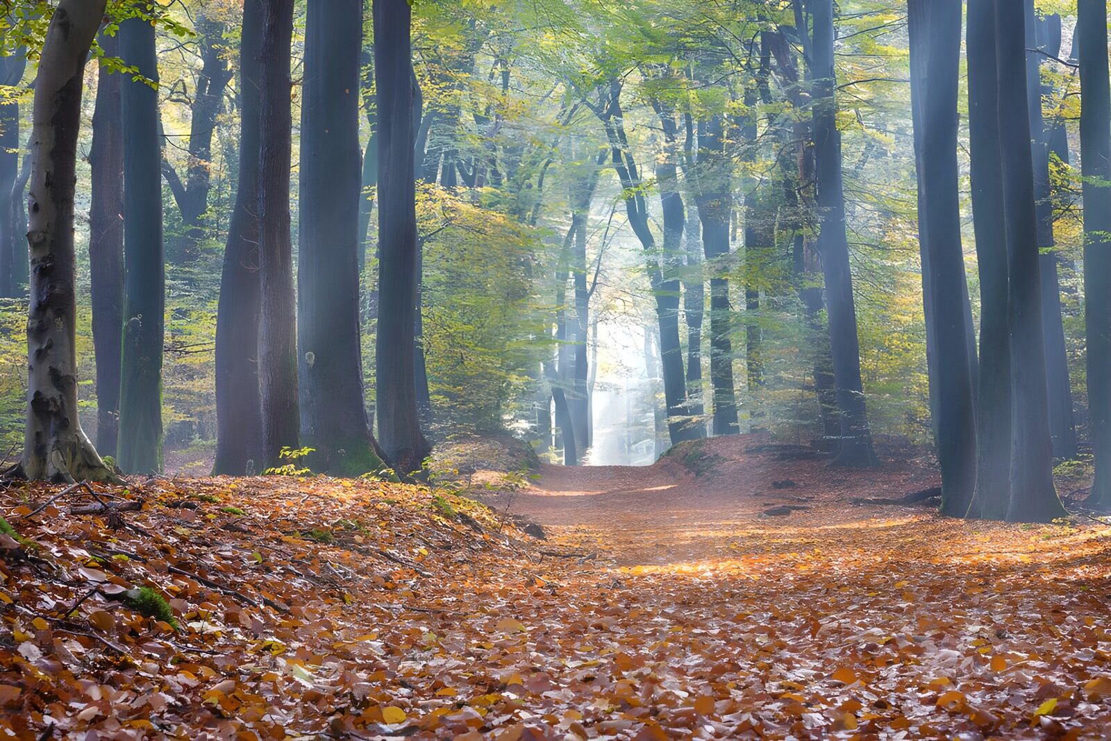 OCUK54453: Forest track in the "Speulder" forest 1
