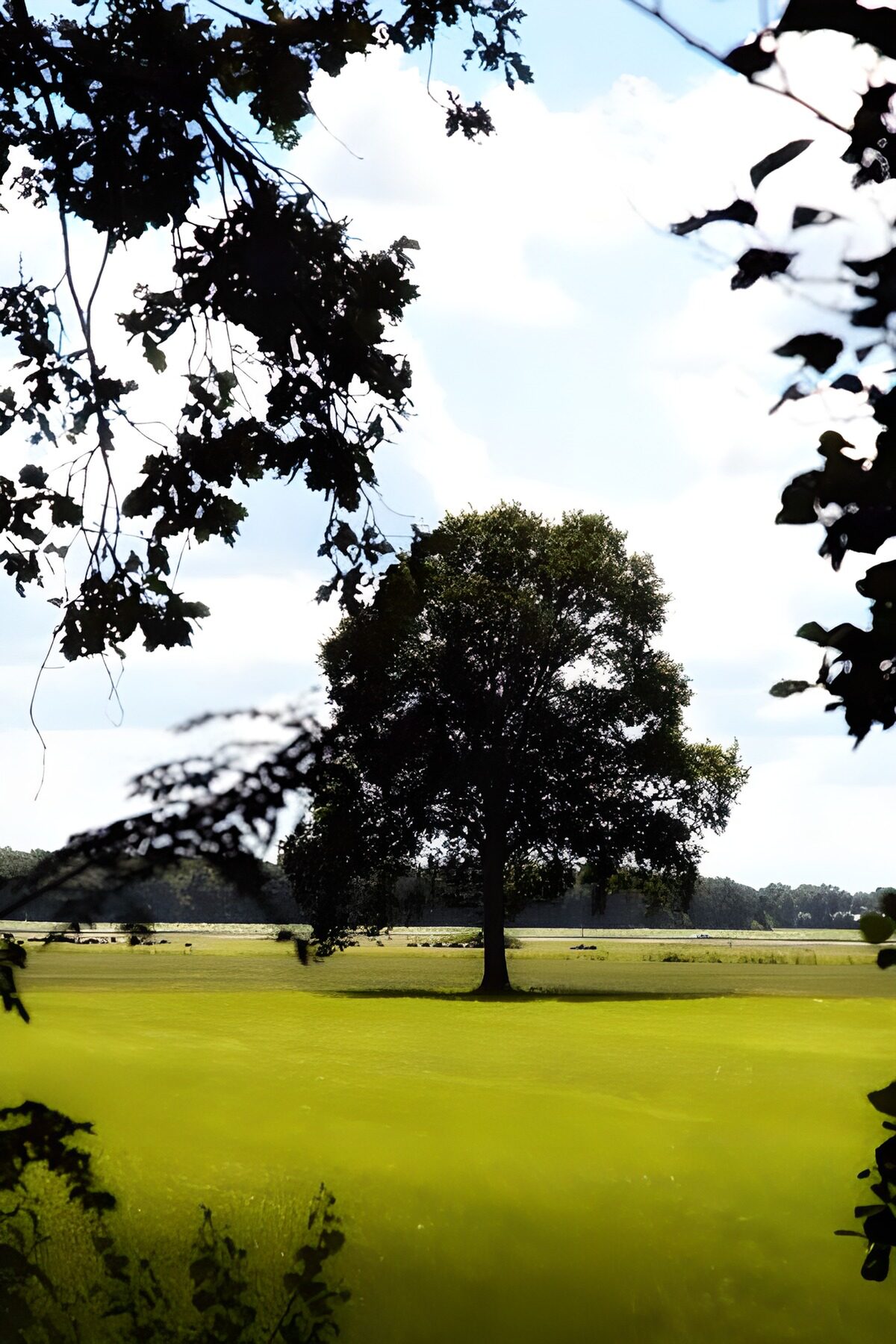 OCUK70493: Forest & Parks 32
