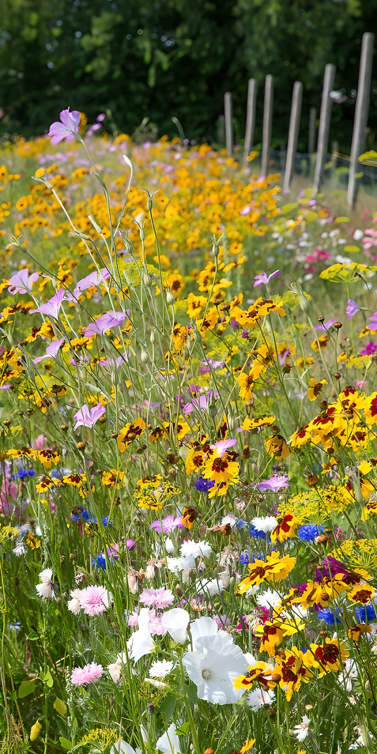OCUK76661: Vibrant Wildflower Meadow