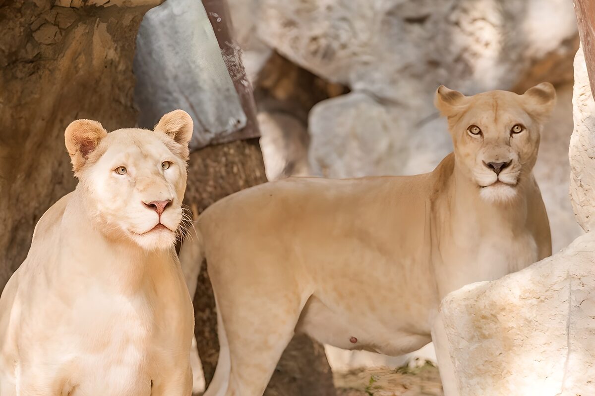 Elegant White Lions in Their Habitat