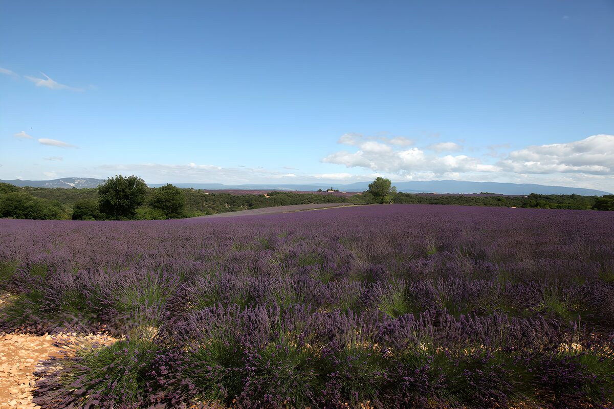 OCUK62442: Lavender Fields Under a Clear Blue Sky
