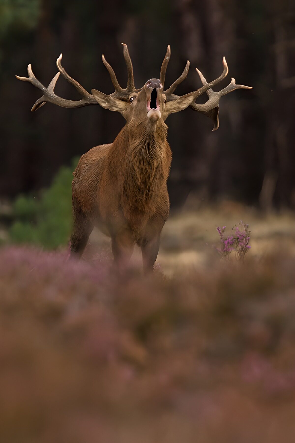 OCUK72316: Majestic Roar of the Stag