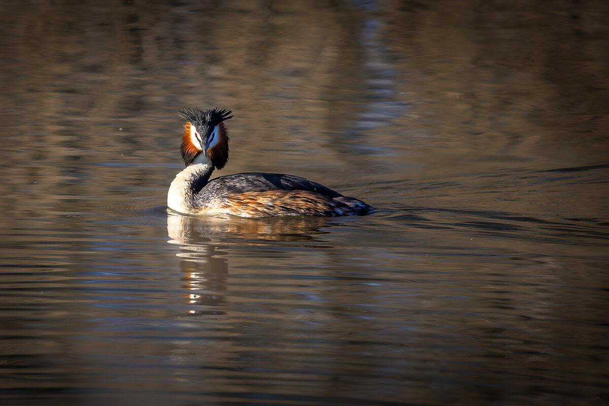 OCUK45037: Majestic Aquatic Bird in Reflection