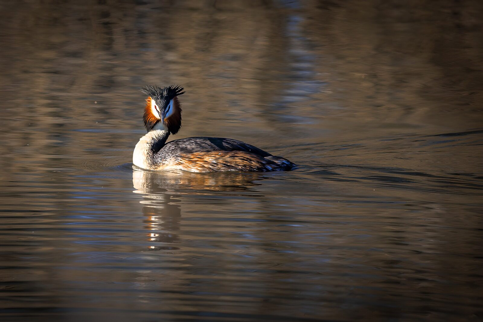 OCUK45037: Majestic Aquatic Bird in Reflection