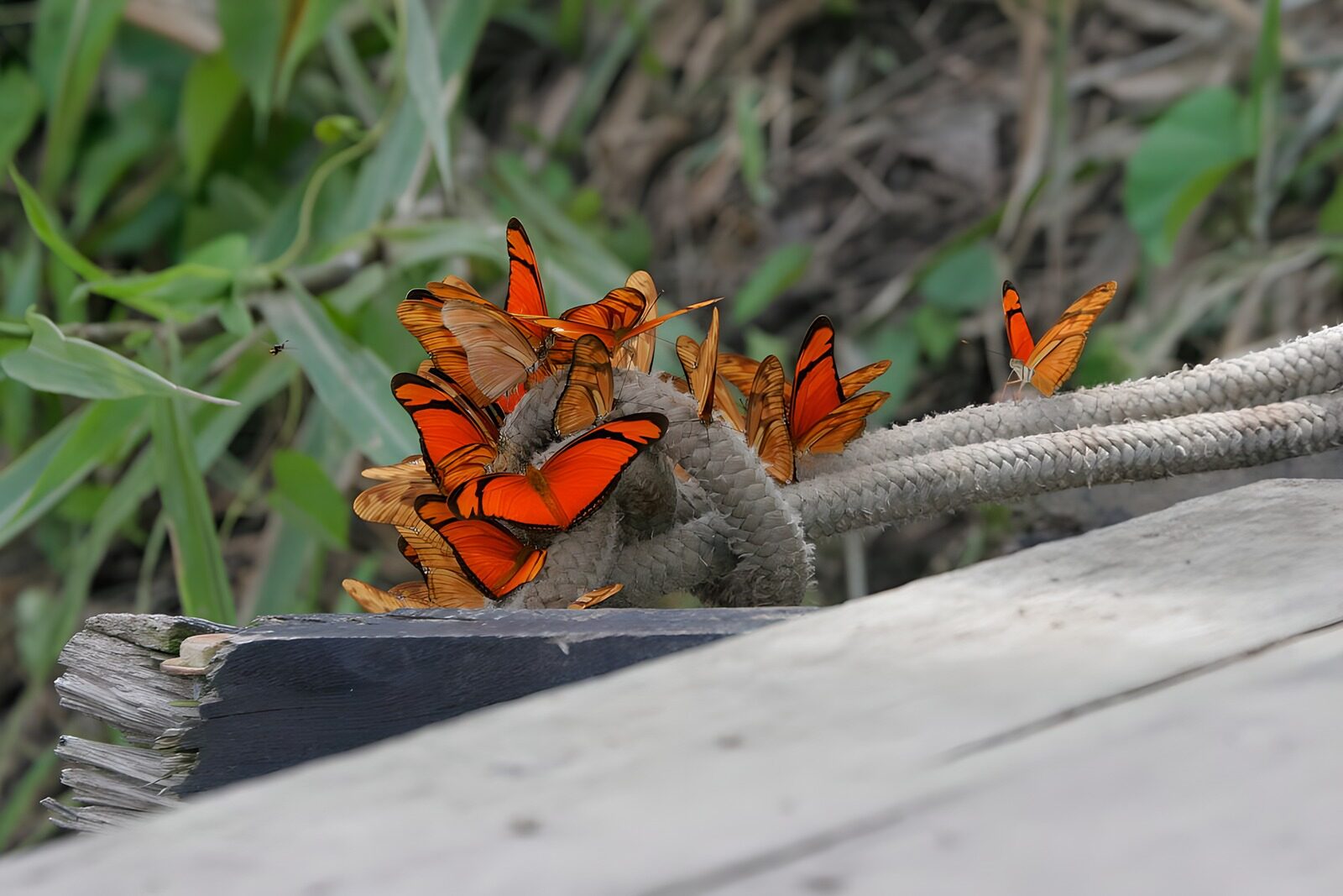 OCUK52795: Butterflies 7