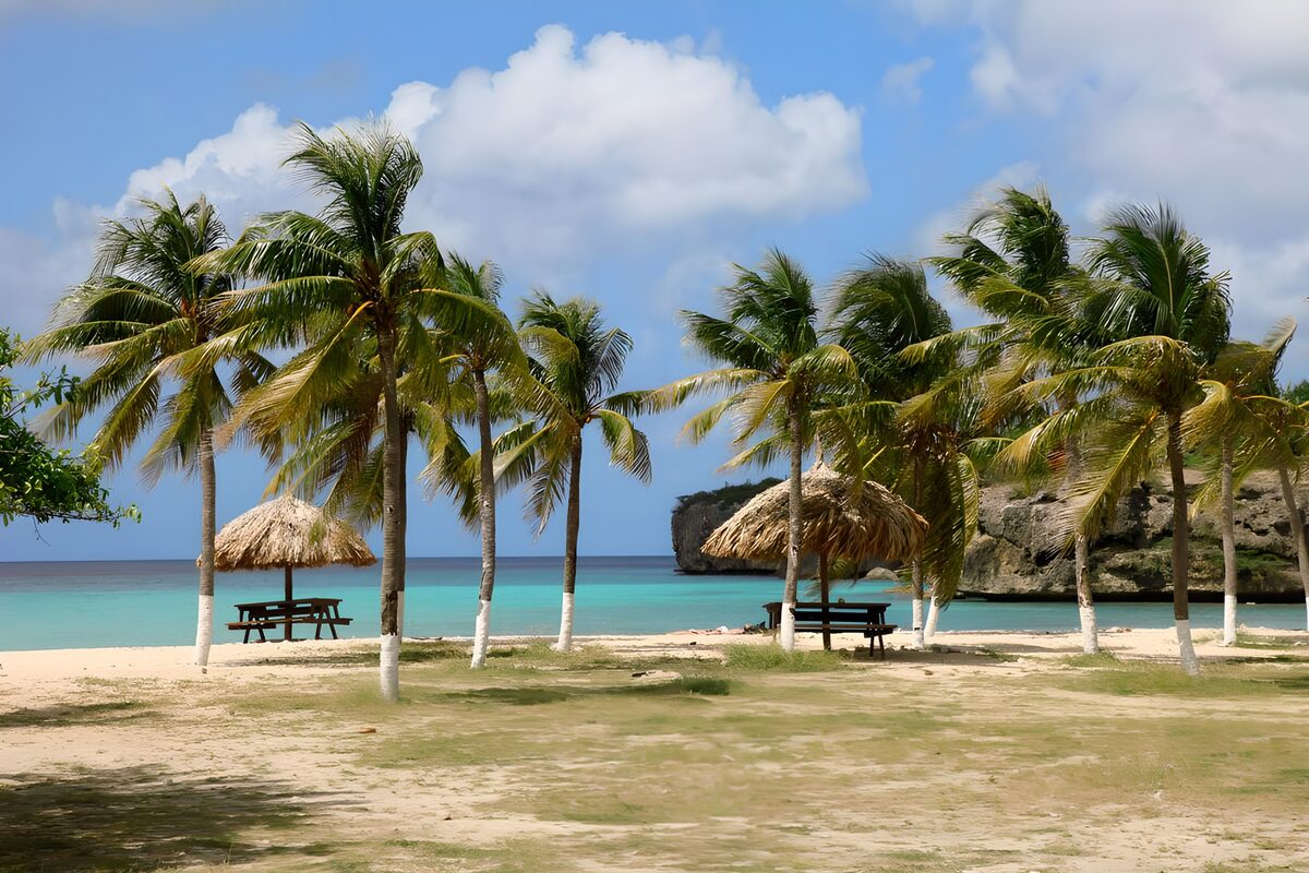 Palm tree near the beach