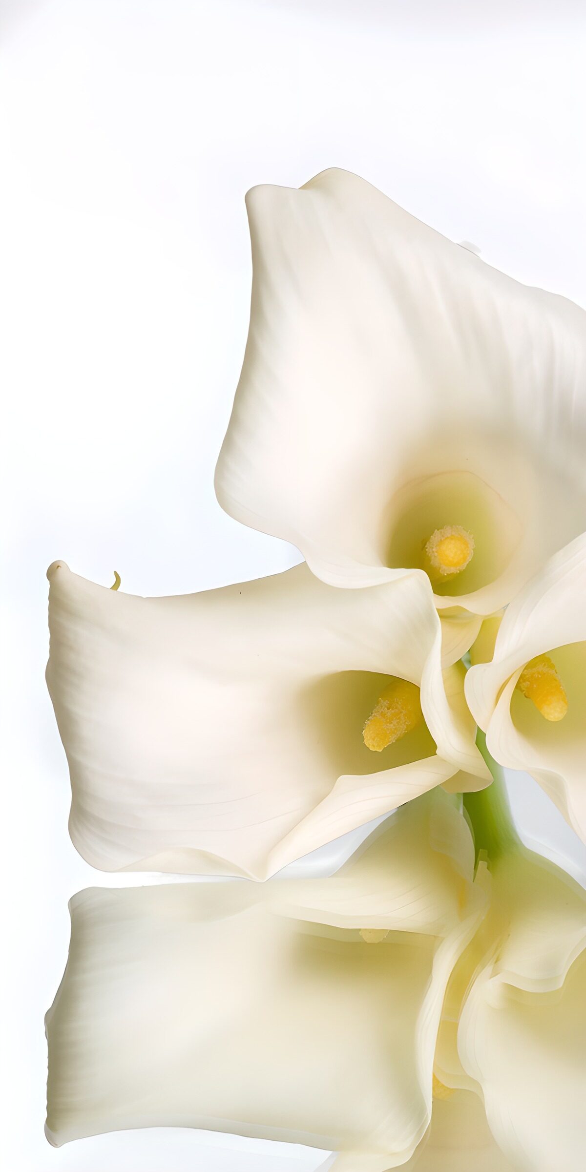 OCUK14660: Elegant White Calla Lilies