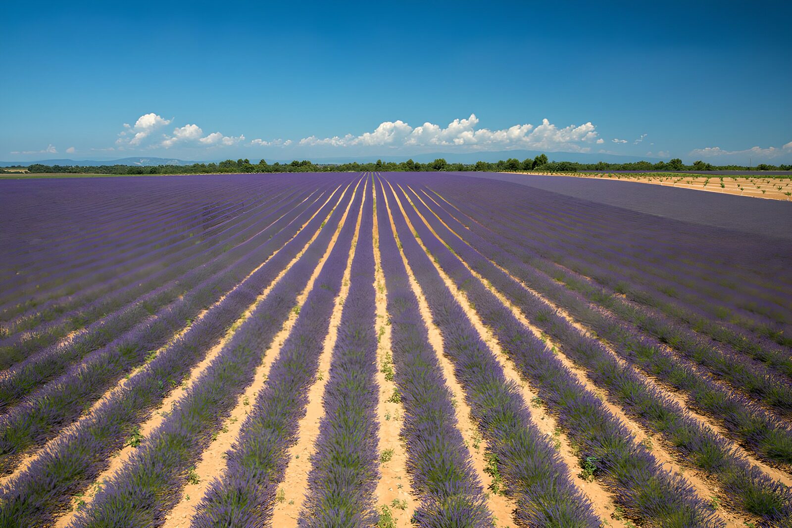 OCUK18635: Lavender Fields in Full Bloom