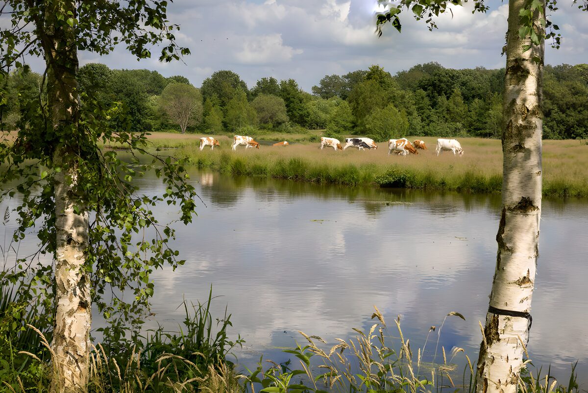 OCUK11482: Tranquil Meadow with Grazing Cows