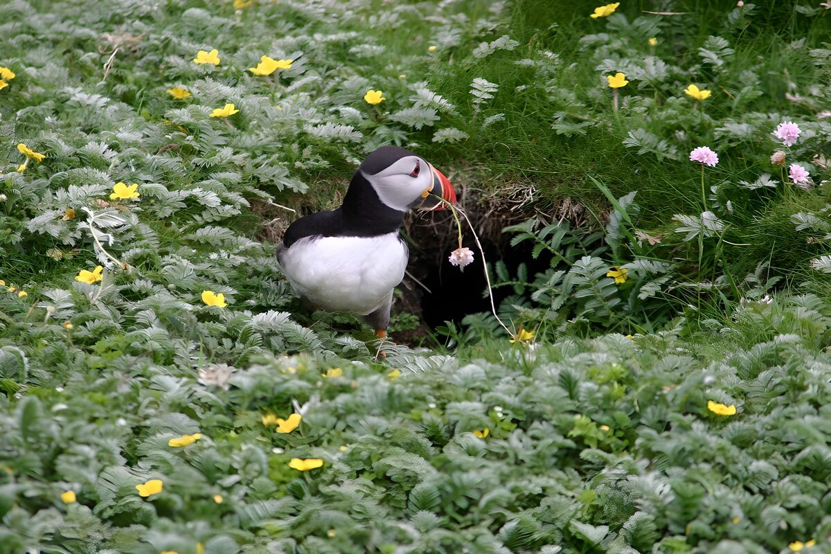 OCUK22612: Puffin Nesting in a Flowered Meadow