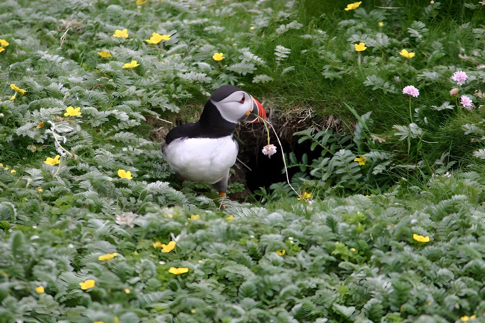 OCUK22612: Puffin Nesting in a Flowered Meadow