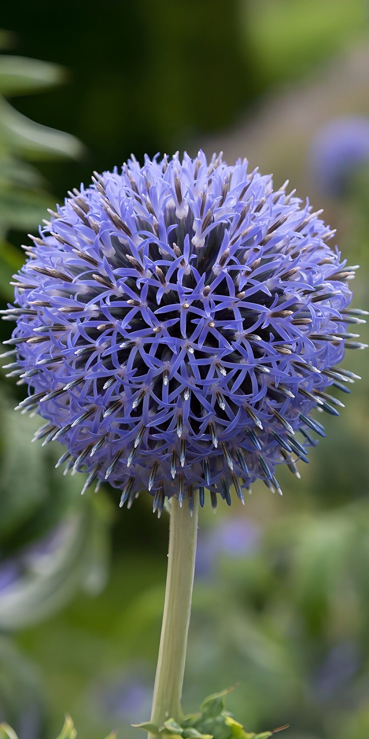 OCUK92141: Blue Globe Thistle in Bloom