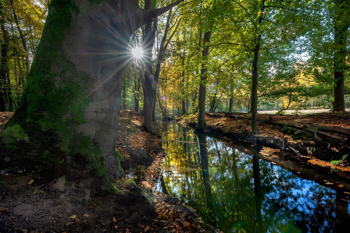 OCUK60762: Sunlit Reflections in Autumn Forest